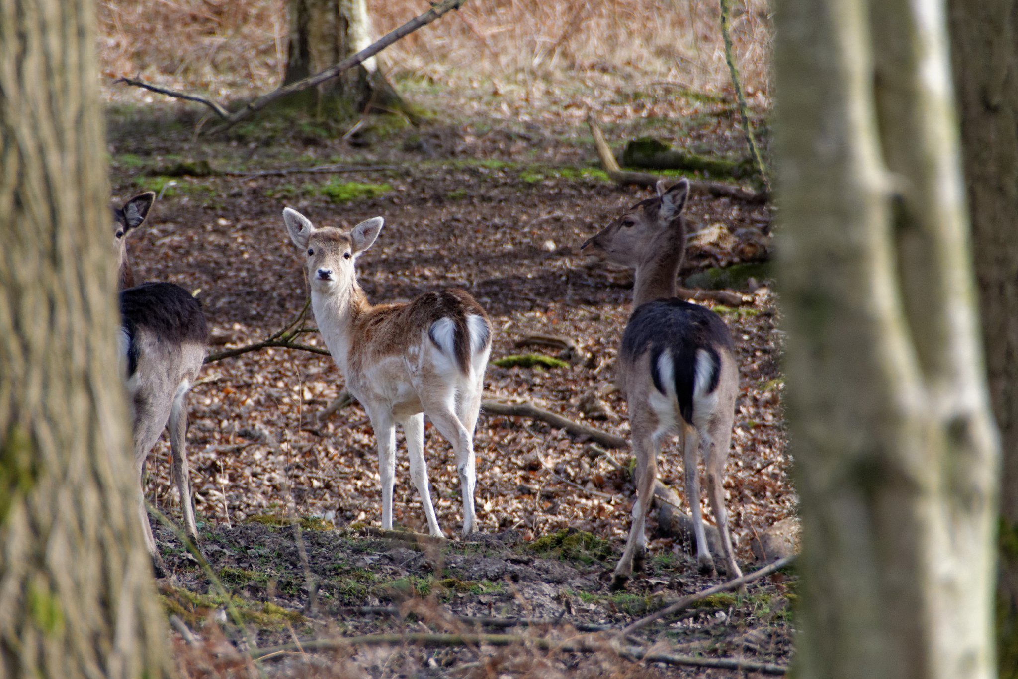 I Said 'Don't Call Me Bambi'