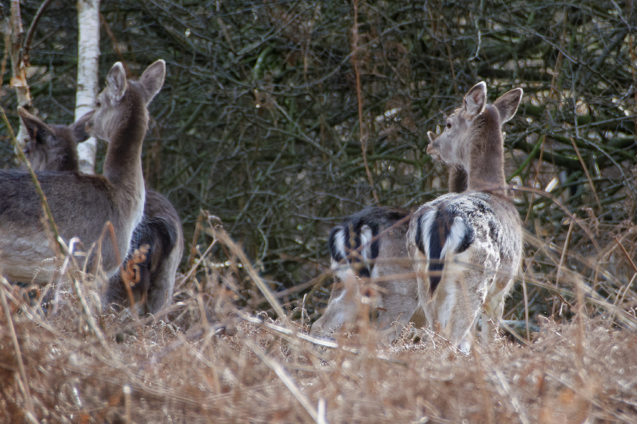 Venison Watch