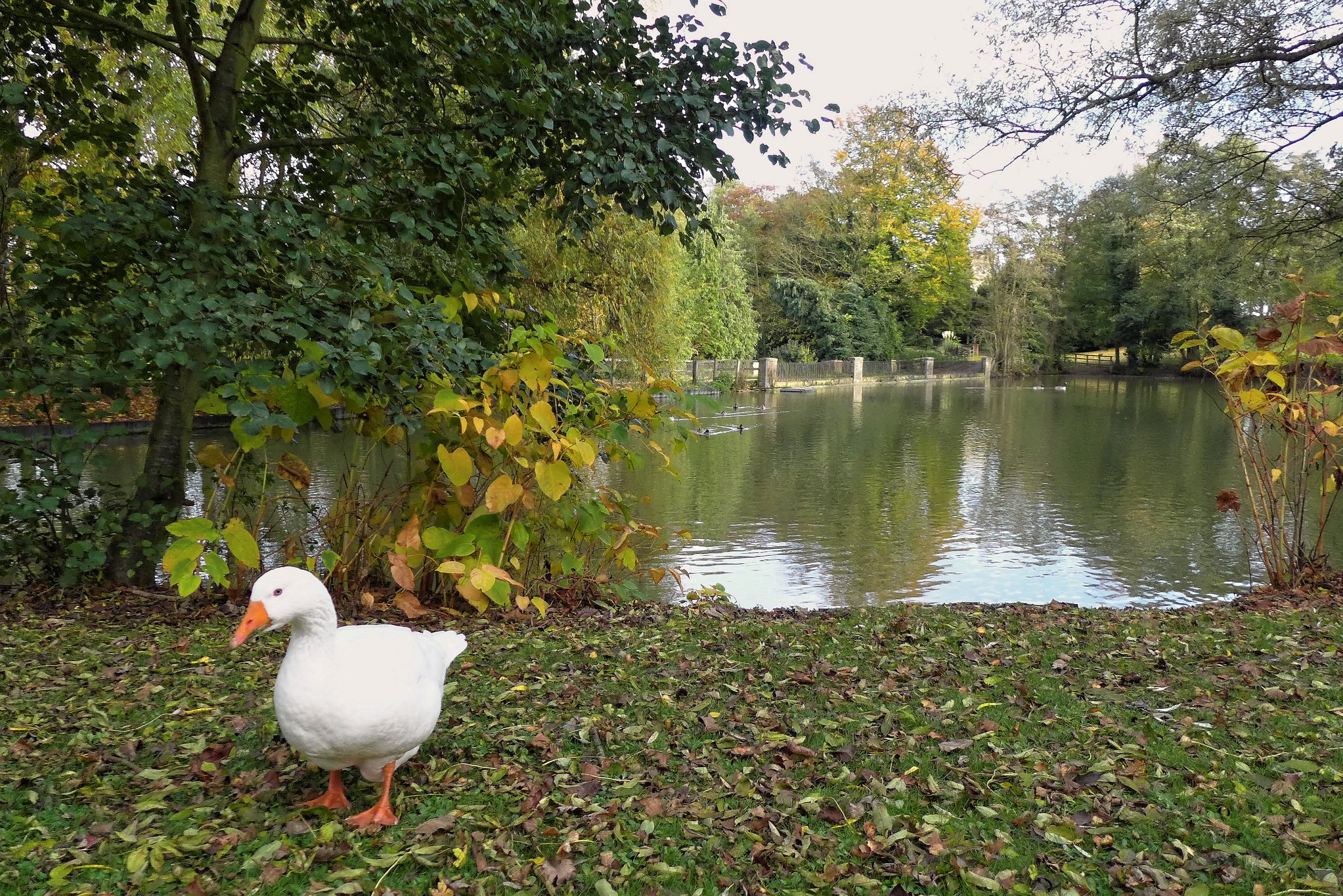 Horse Pond, Little Easton