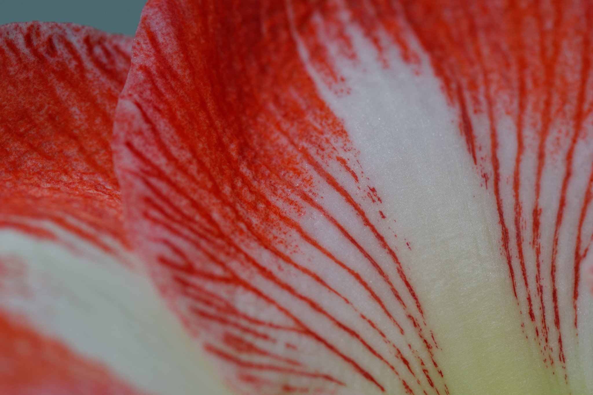 Amaryllis Minerva