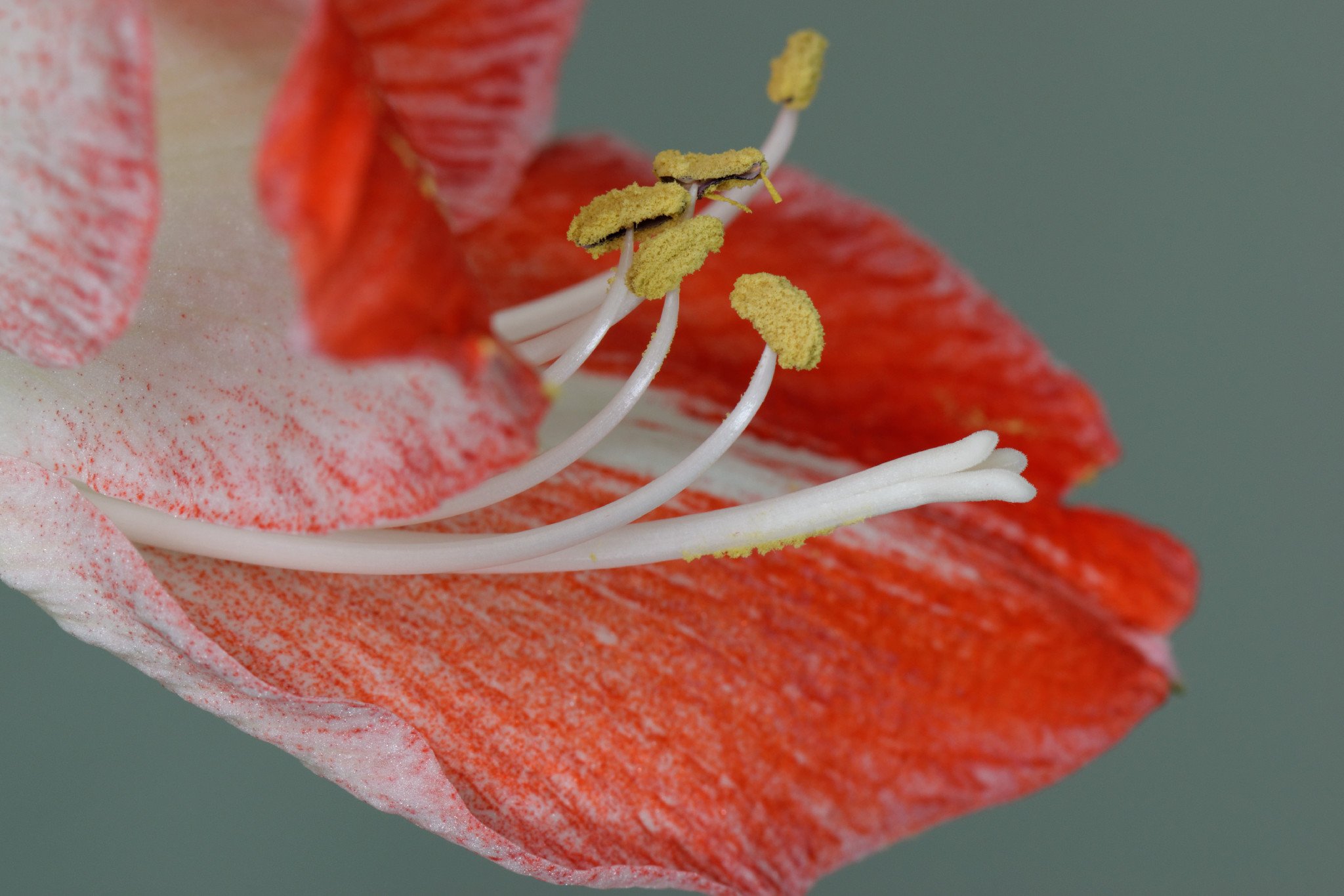 Amaryllis Minerva