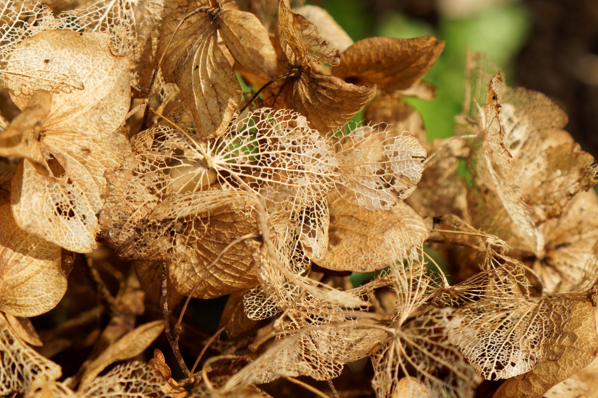 Autumnal Hydrangea