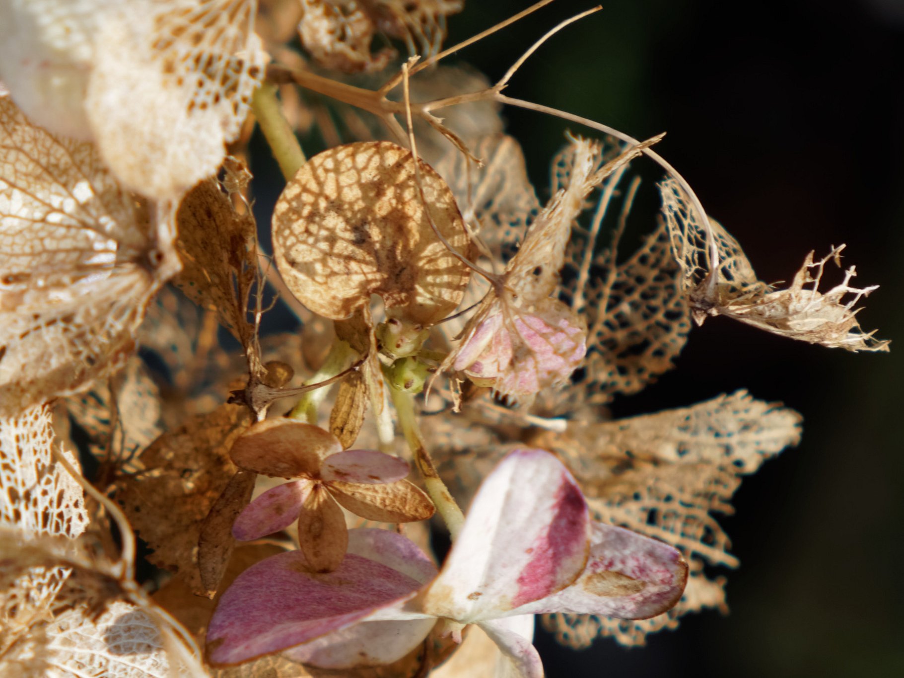 Hydrangea (Detail)