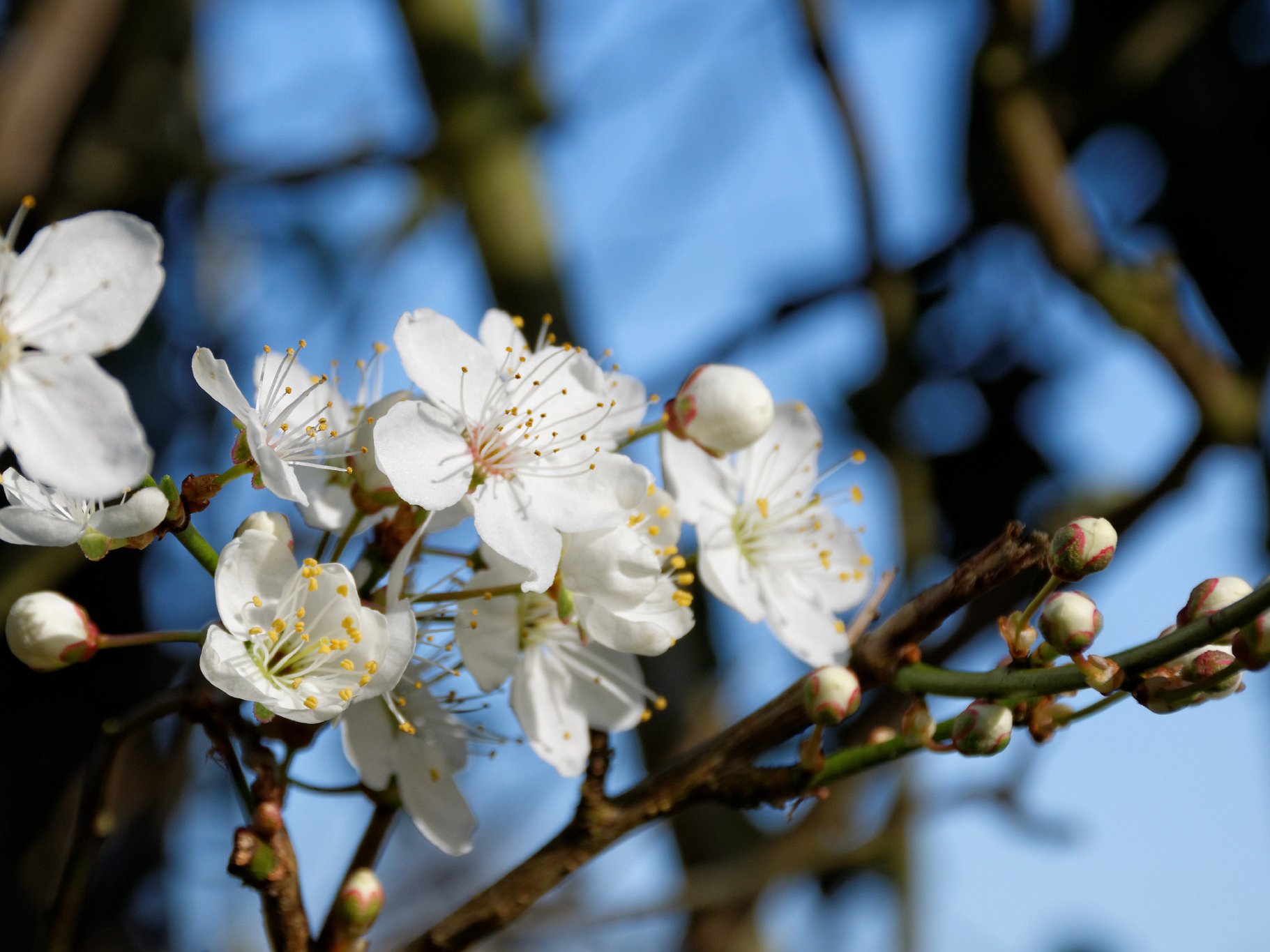 Blackthorn Blossom