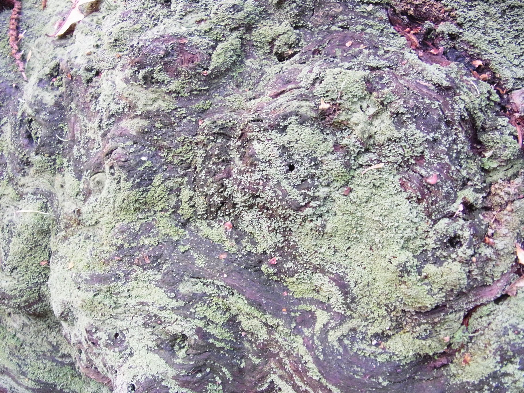 Apres le storm: Lichen Storm