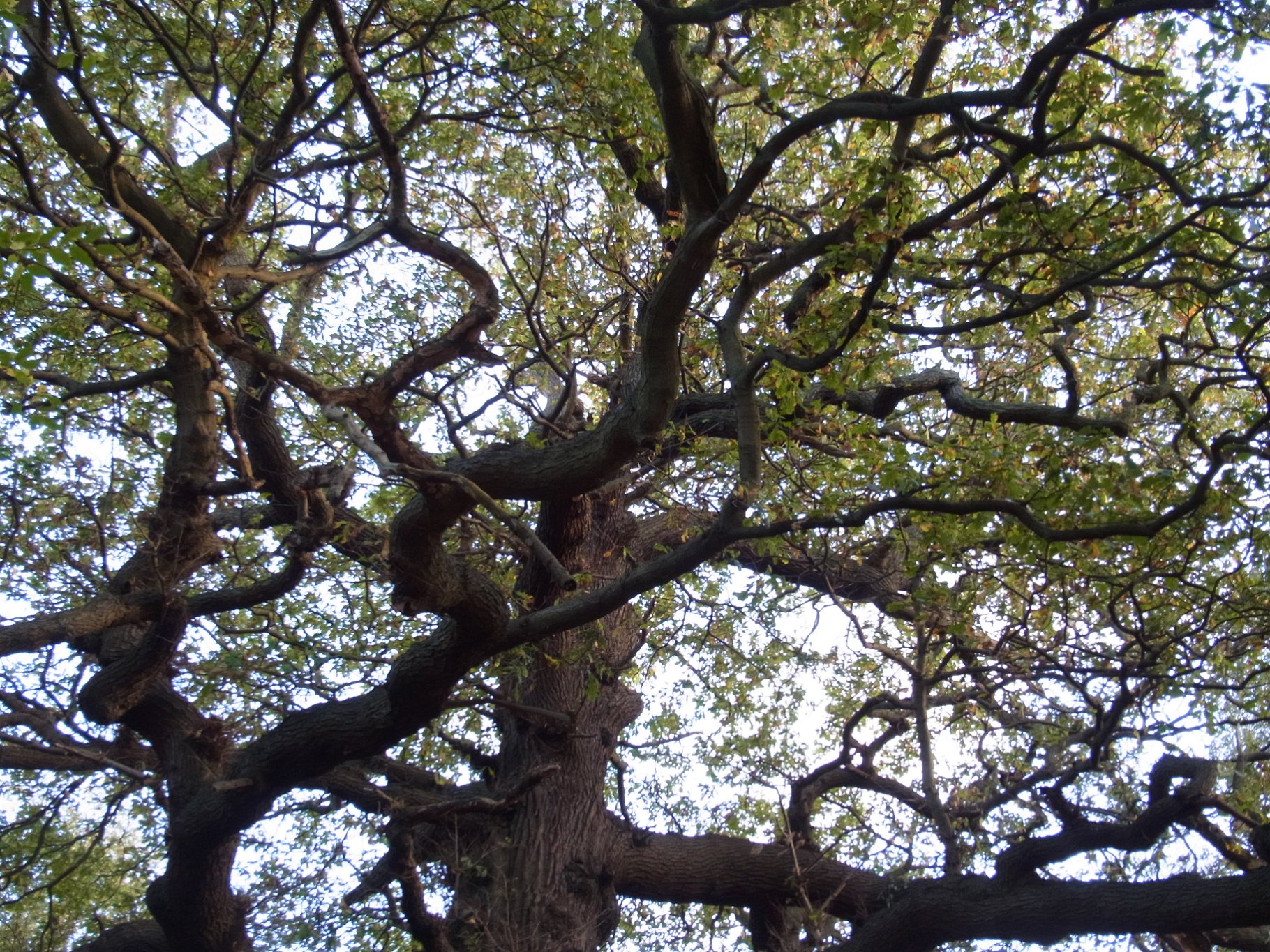Thorndon Park Oak