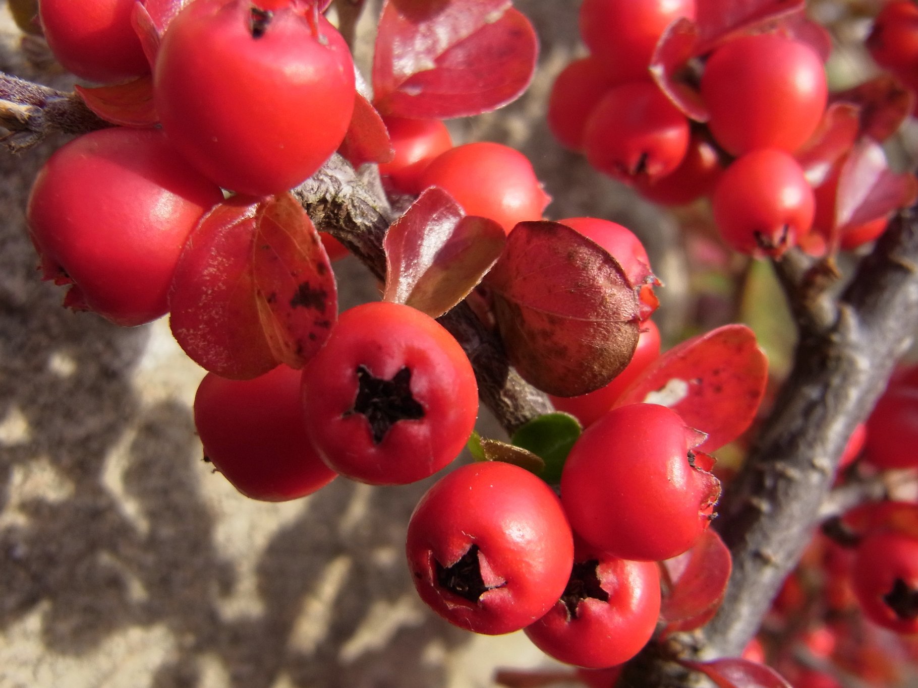 Cotoneaster at St Nicholas' Church