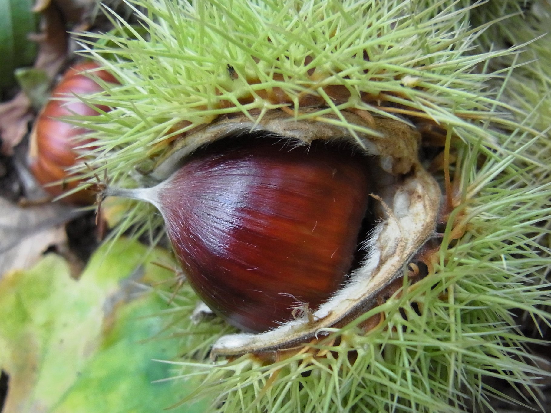 Sweet Chestnut