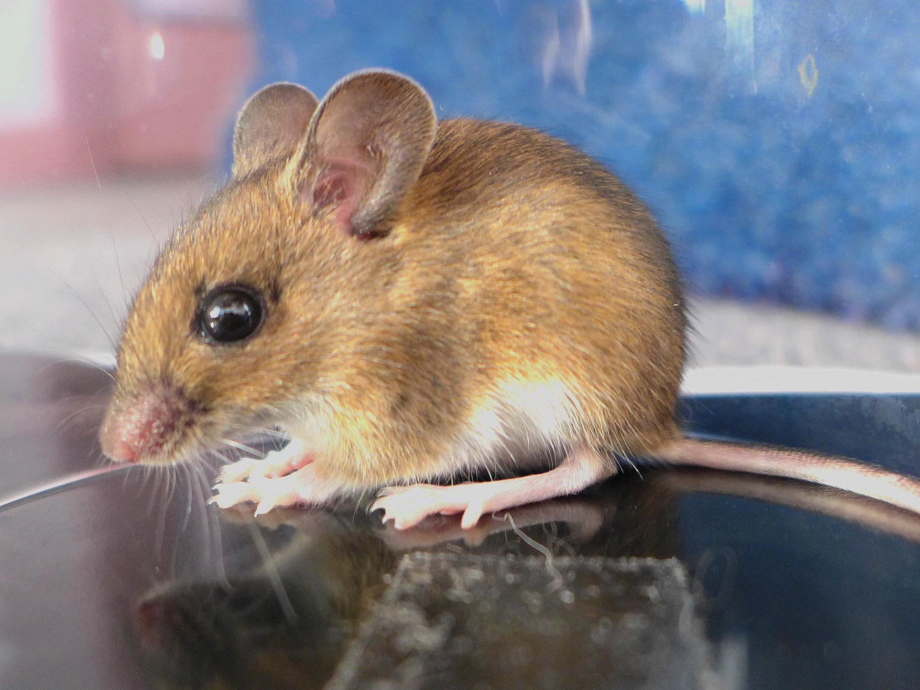 Look-what-the-cat-brought-in